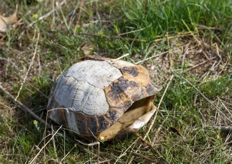 Image result for Piece of Turtle Shell