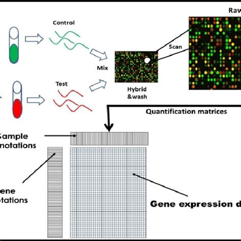 Image result for Microarray Data Matrix