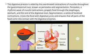 Toradh íomhá ar Segmentation Digestive System
