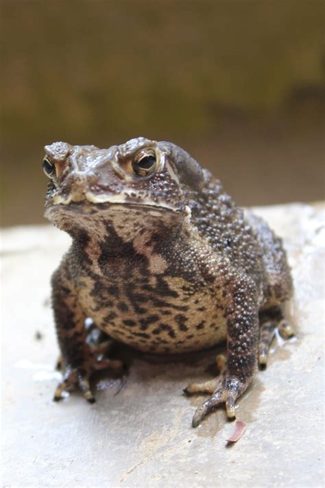 Image result for Toad Mario Pixel