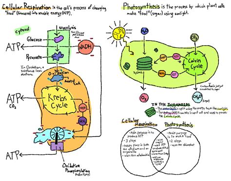 Image result for Cellular Respiration Detailed Diagram