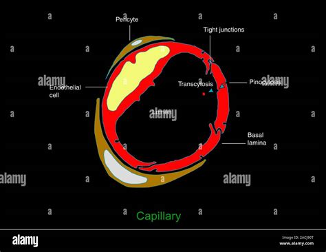 Image result for Structure of a Capillary Diagram