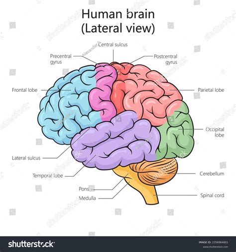 Image result for Brain Side View Labeled