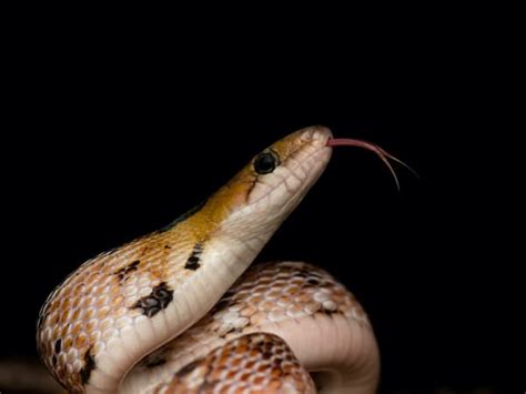 Toradh íomhá ar WTD Space Mode Trinket