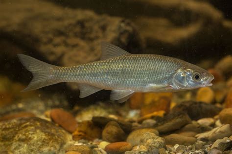 Image result for Was Ist Ein Hasal