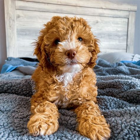 Image result for Cockapoo Breeders