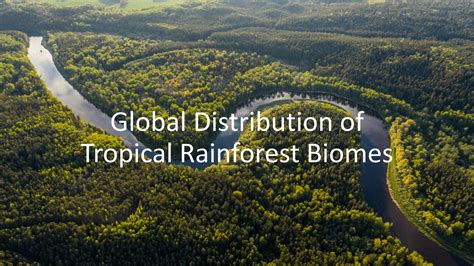 Image result for Rainforest Distribution