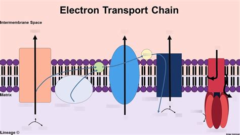 Visual Representation of Electron Transport Chain に対する画像結果