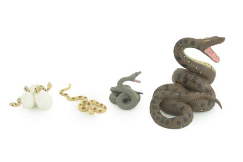 Python Life Cycle Kids に対する画像結果