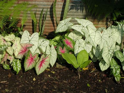 Image result for Elephant Ear Caladium