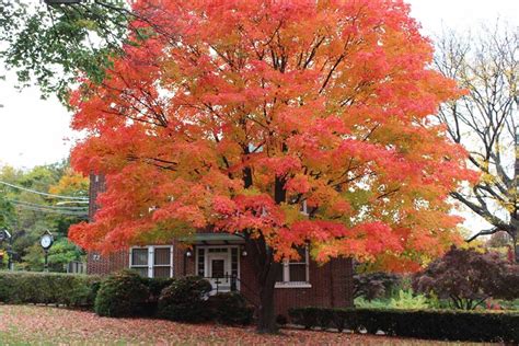 Small Sugar Maple Tree に対する画像結果