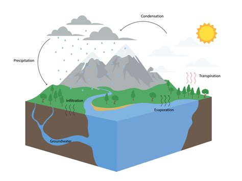 Water Cycle Diagram with Transpiration に対する画像結果