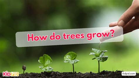 Toradh íomhá ar Grow Trees