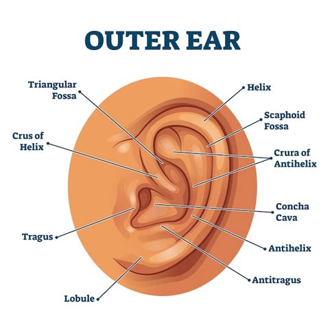 Premium Vector | Outer ear anatomical structure educational scheme ...