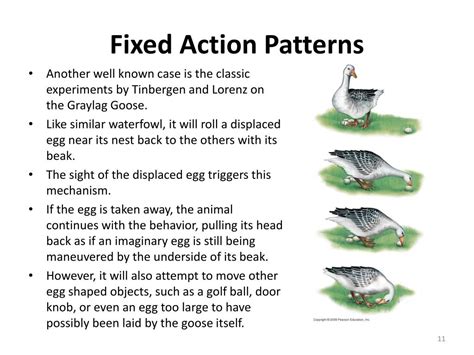 Image result for Fixed Action Pattern