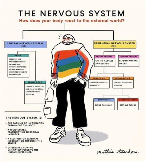 Image result for Human Nervous System Made Easy