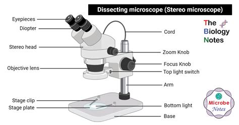 Afbeeldingsresultaten voor Light Microscope Parts and Functions