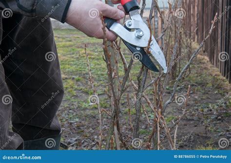 Image result for How to Trim Currant Bushes
