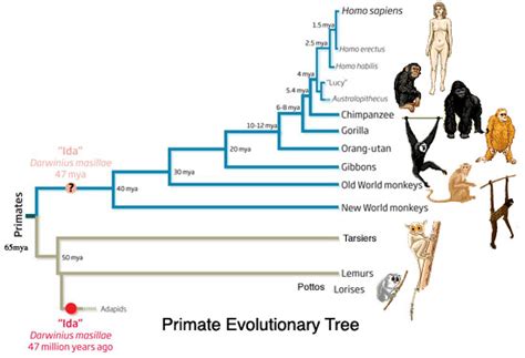 Image result for Complete Evolutionary Tree