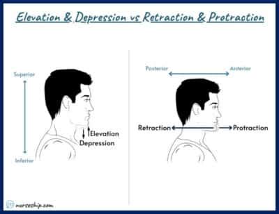 Image result for Protraction Movement Example