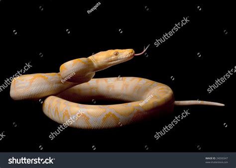 Image result for Normal Lavender Reticulated Python