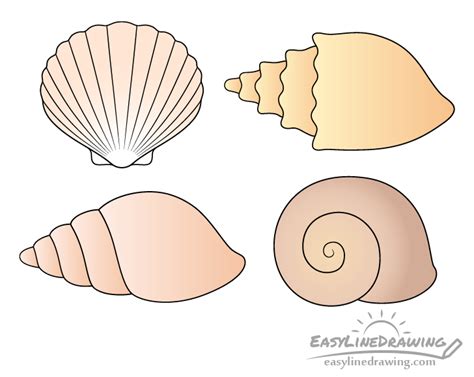 Image result for Open Shell Drawing