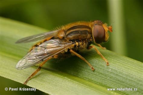Image result for Insect