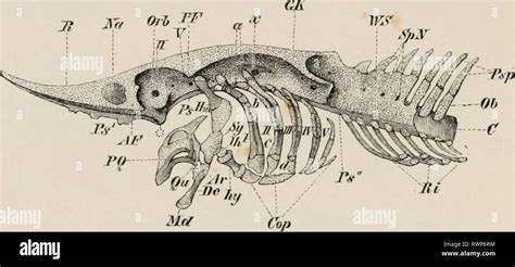 Toradh íomhá ar Dermal Plates
