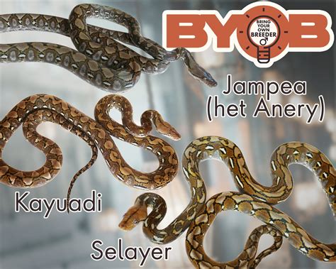 Image result for Dwarf Reticulated Python Locaties