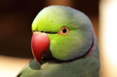 Image result for Parakeet Check List