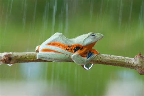 Afbeeldingsresultaten voor Tree Frog Hanging