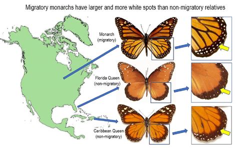 Toradh íomhá ar Butterfly Color Chart