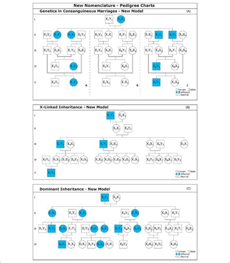 Image result for Types of Pedigree Inheritance