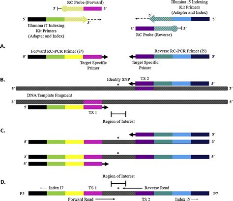 Toradh íomhá ar What Is Reverse Transcriptase PCR