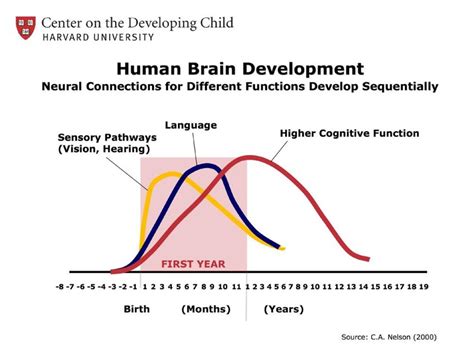 Image result for Brain Development Model