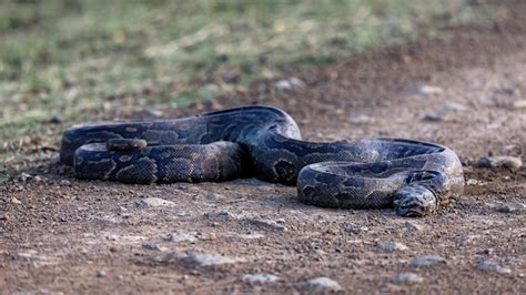 Image result for Rock Python Tracks