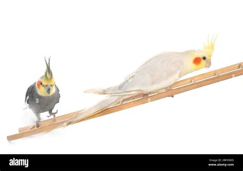 Image result for Cockatiels Playing