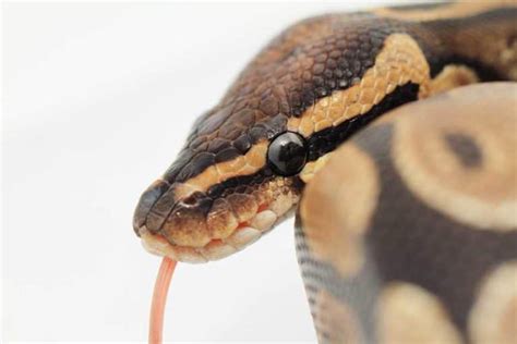 Image result for Ball Python Attacking