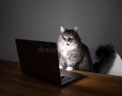 Cat Looking at Computer に対する画像結果