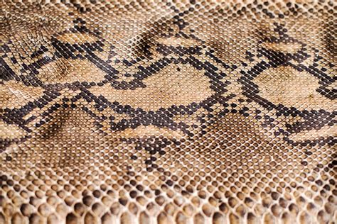 Image result for Python Skin Background