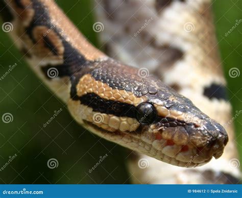 Toradh íomhá ar Burmese Python Eyes