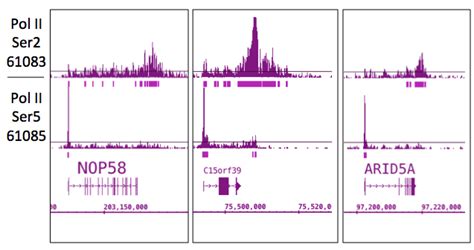 Image result for RNA Pol II ChIP-seq