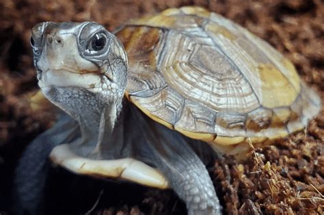 Toradh íomhá ar Turtle Shell Rot Death