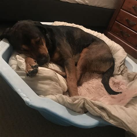 Image result for Shell Rott