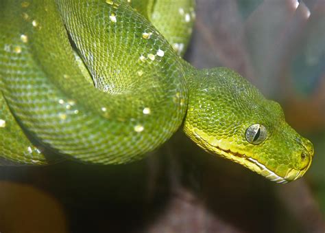 Afbeeldingsresultaten voor Emerald Python