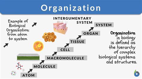 Afbeeldingsresultaten voor Structure and Function Biology Examples