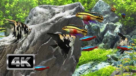 Image result for Screensaver Live Fish Aq