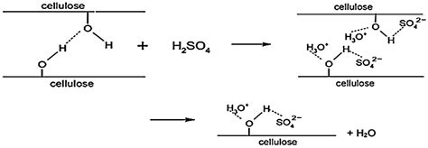 תוצאת תמונה עבור Cellulose Synthesis