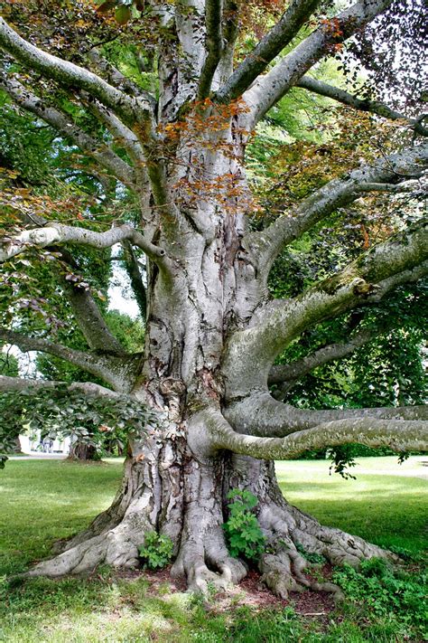 Afbeeldingsresultaten voor Tree of Life Revelation