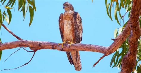 Image result for Red Goshawk Life Cycle Flow Chart